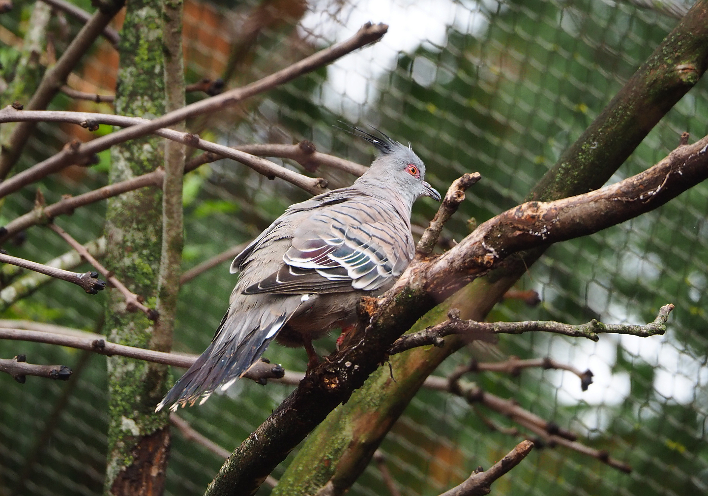 Crested pigeon (Ocyphaps lophotes), 2022-09-15