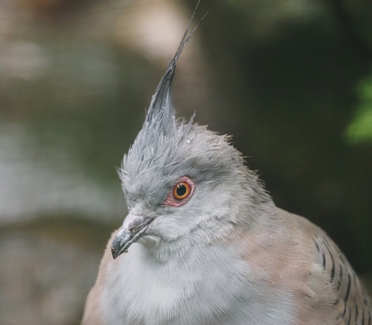 Crested pigeon (Ocyphaps lophotes), 2024-05-22