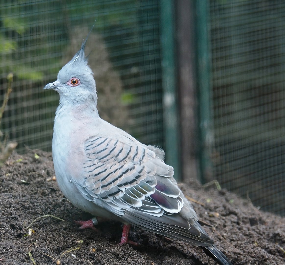 Crested pigeon (Ocyphaps lophotes), 2024-05-23