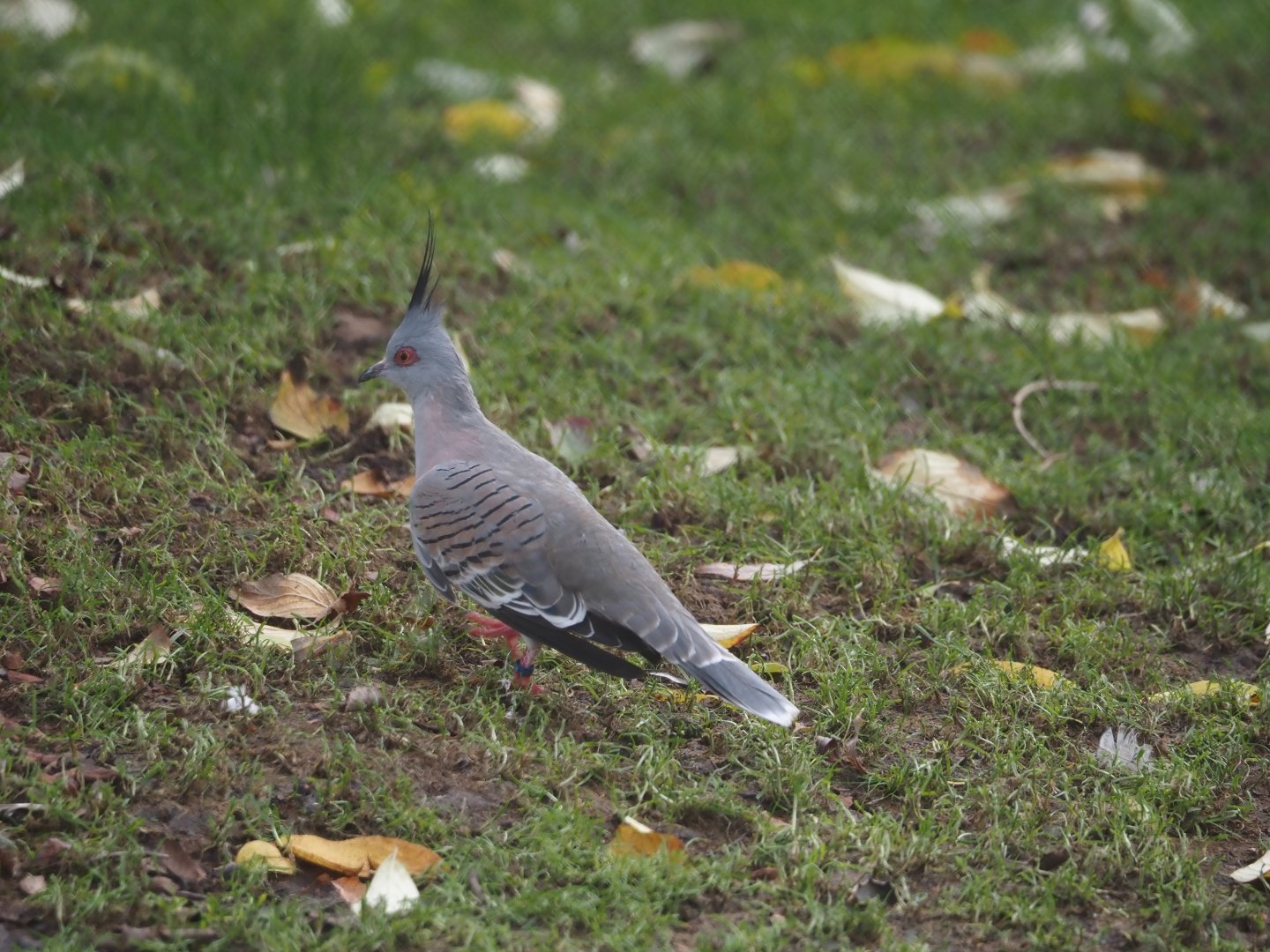 Crested pigeon (Ocyphaps lophotes), 2024-11-24