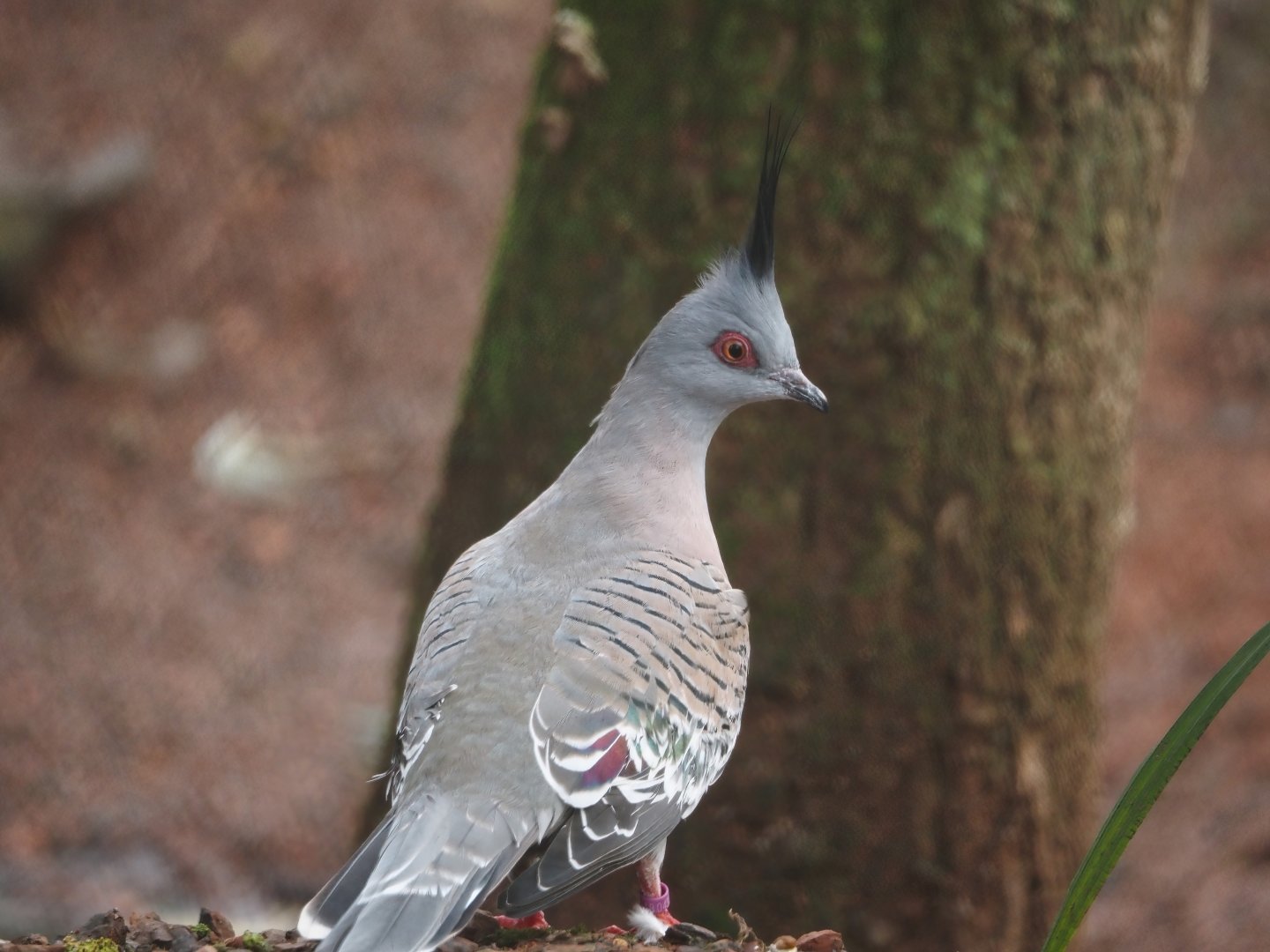 Crested pigeon (Ocyphaps lophotes), 2024-11-24