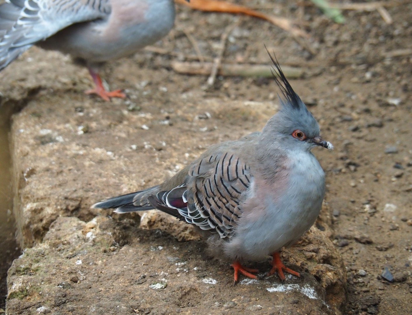 Crested pigeon (Ocyphaps lophotes), Aug 28th, 2018