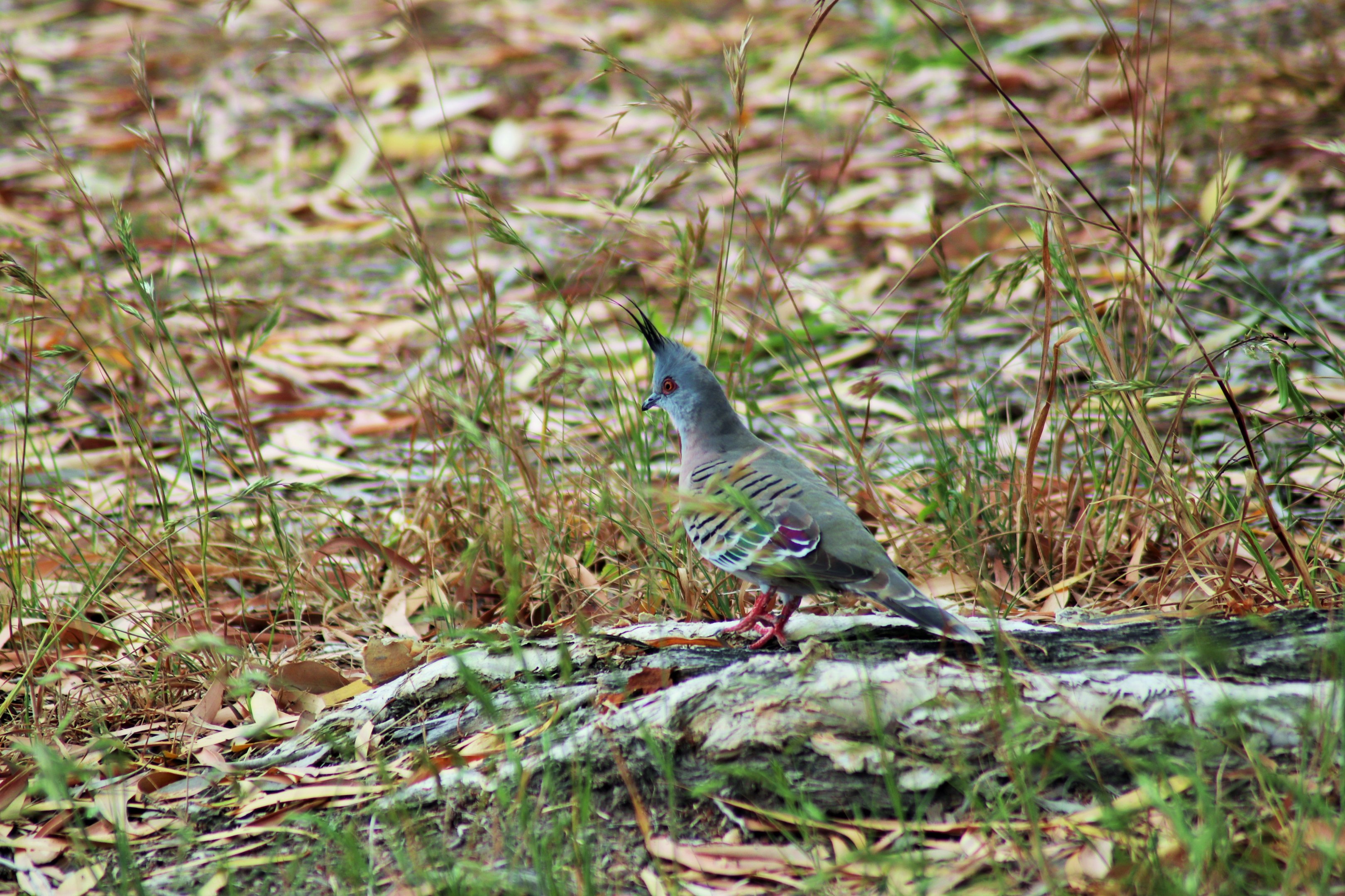 Crested Pigeon (Ocyphaps lophotes lophotes)