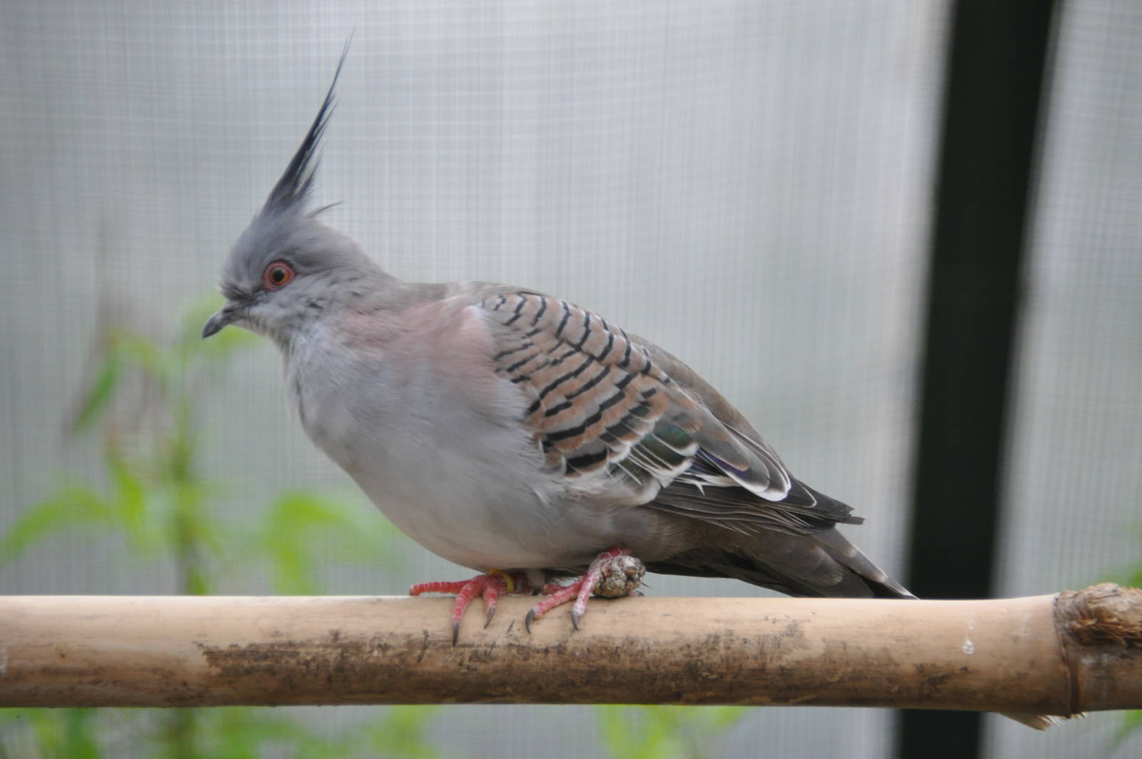 Crested pigeon / Ocyphaps lophotes