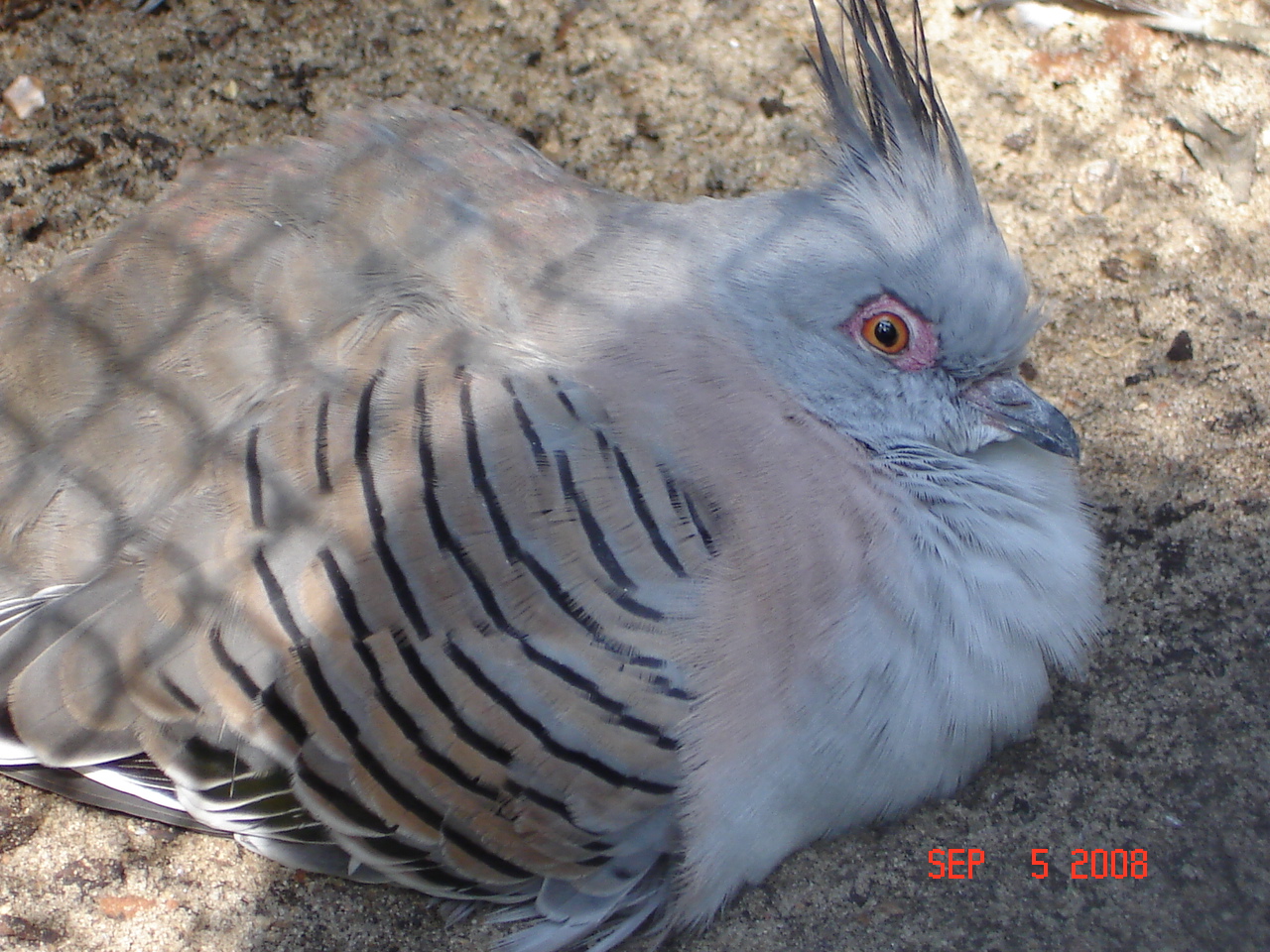 Crested pigeon - Ocyphaps lophotes