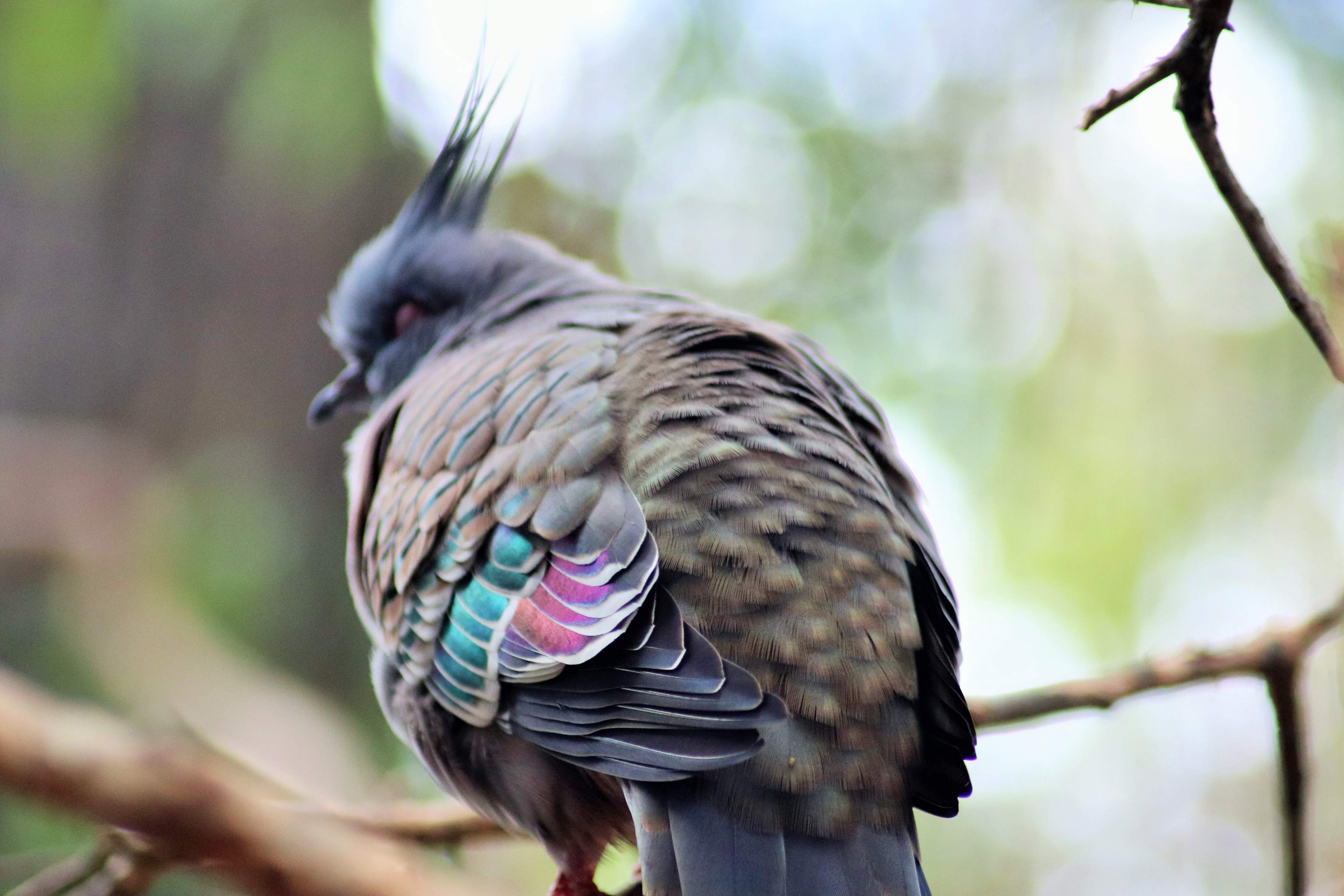 Crested Pigeon (Ocyphaps lophotes)