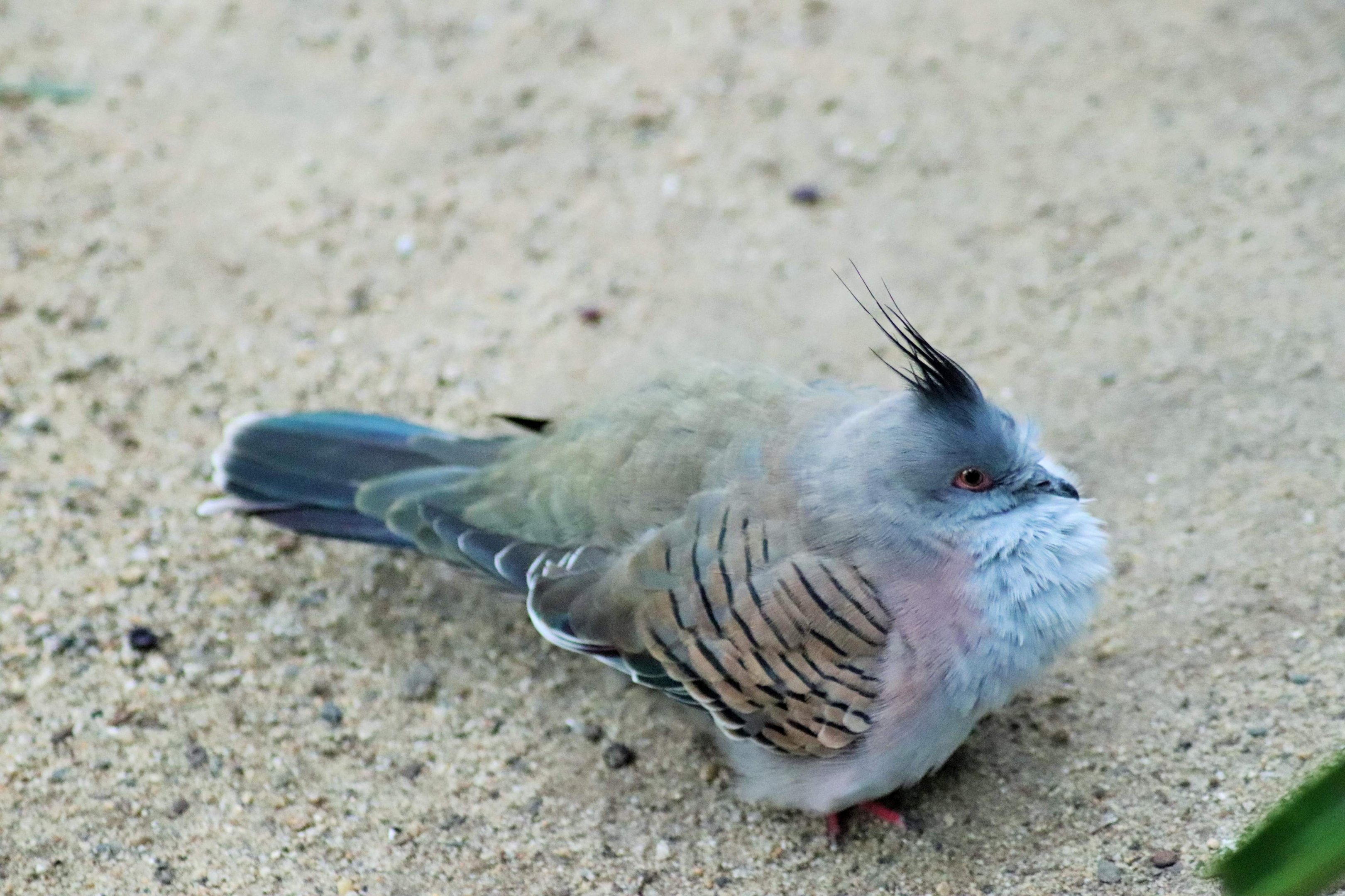 Crested Pigeon (Ocyphaps lophotes)