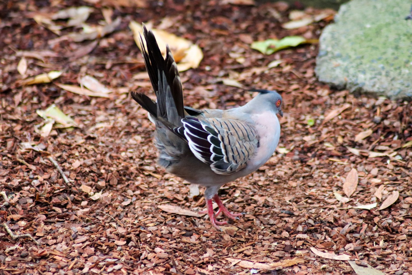Crested Pigeon (Ocyphaps lophotes)