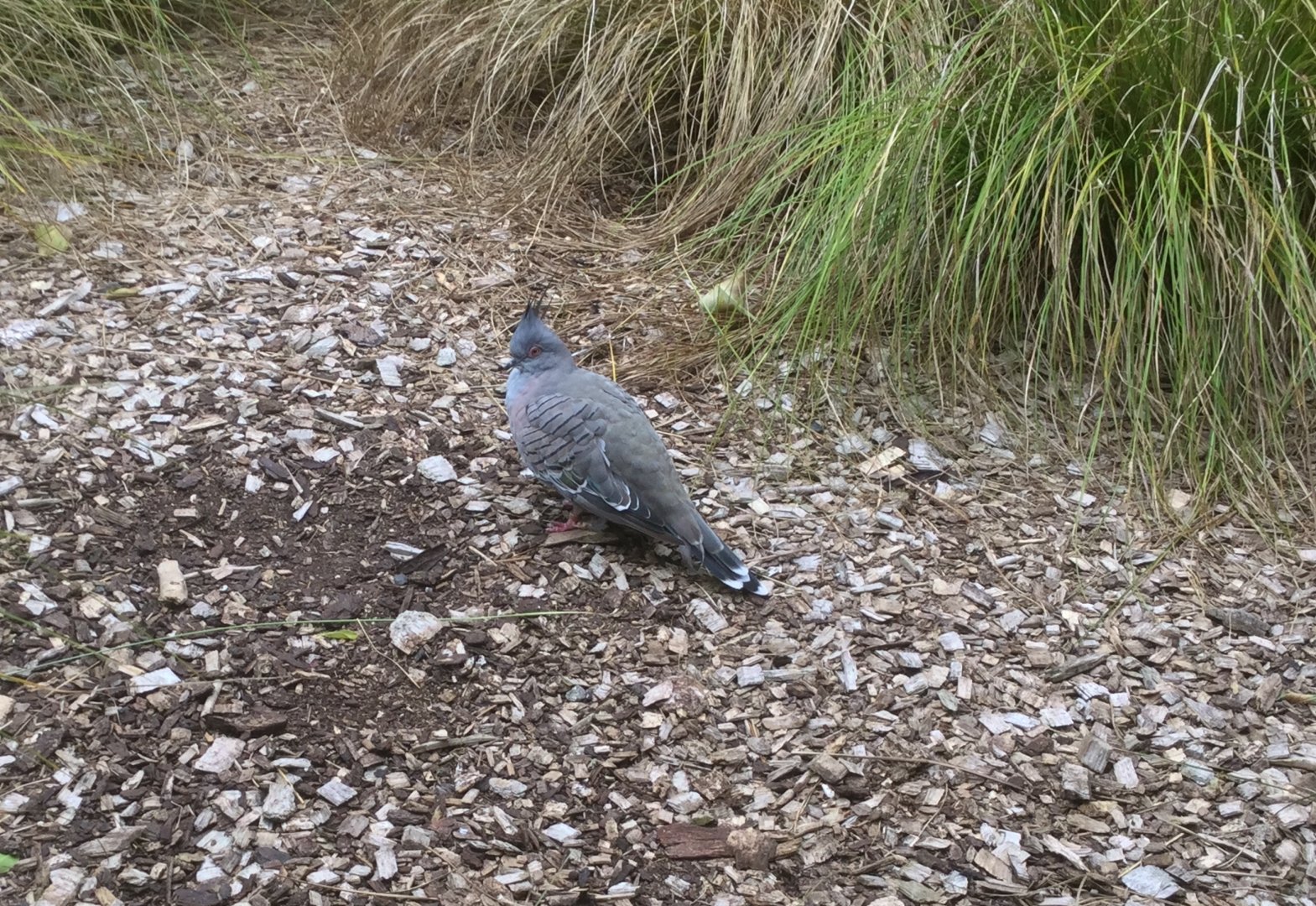 Crested pigeon (Ocyphaps lophotes)