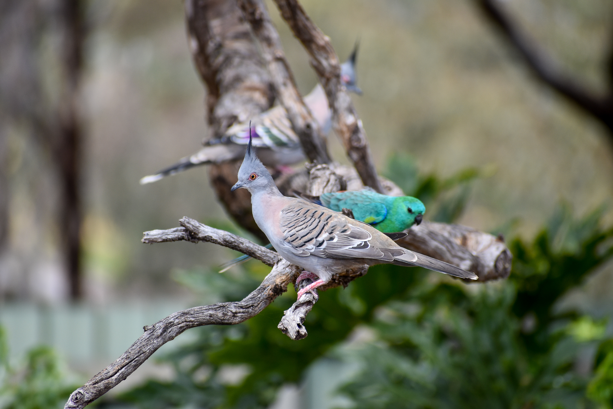 Crested Pigeon (Ocyphaps lophotes)