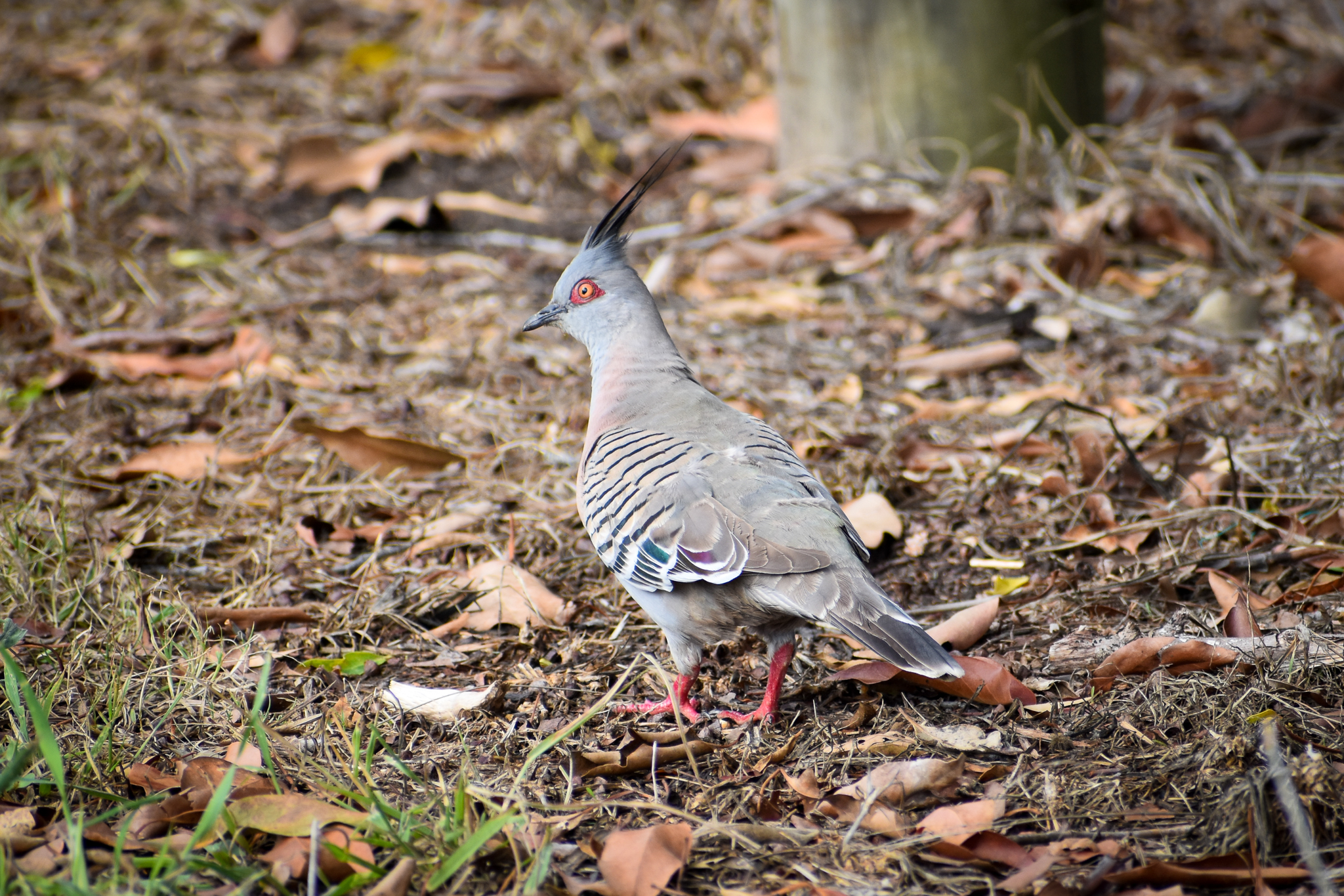 Crested Pigeon (Ocyphaps lophotes)