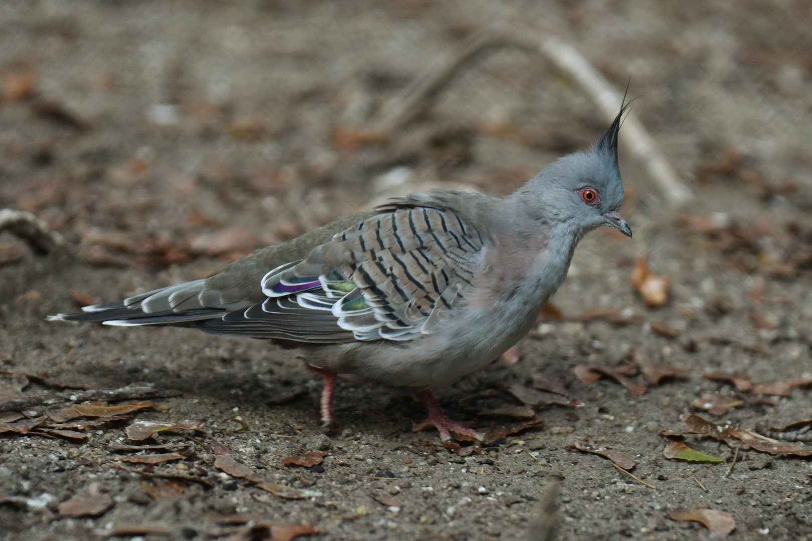 Crested Pigeon Ocyphaps lophotes