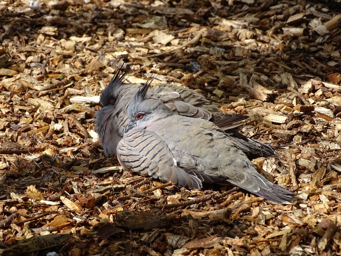 Crested pigeon (Ocyphaps lophotes)