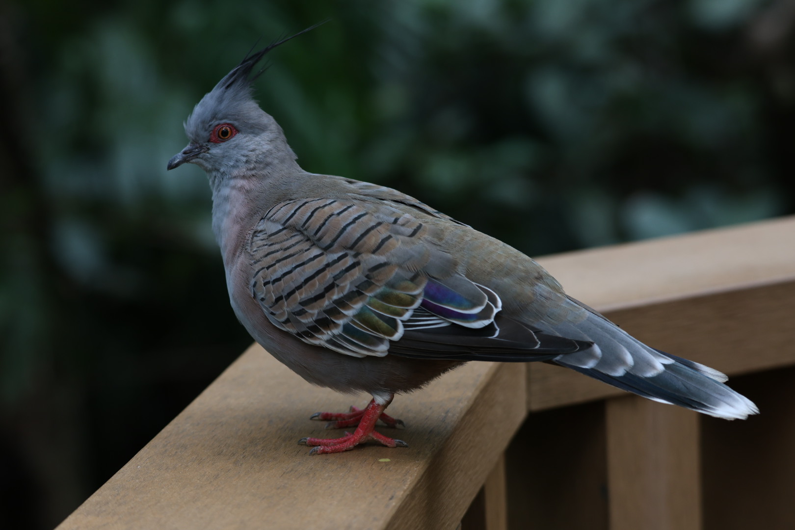 Crested pigeon (Ocyphaps lophotes)