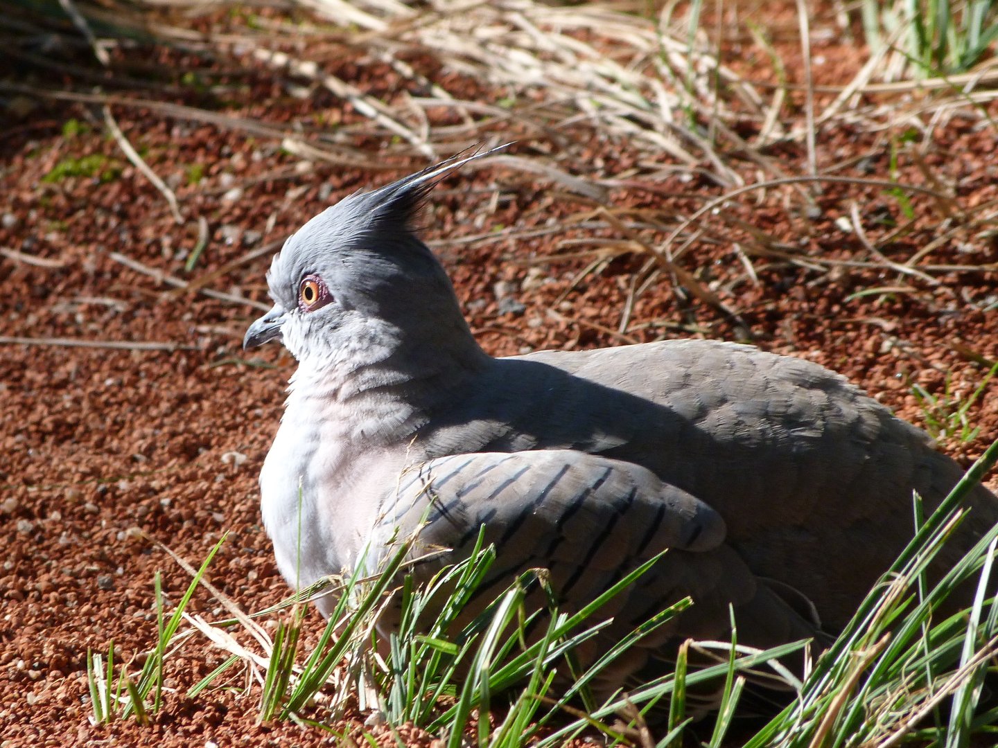 Crested pigeon -Zoo Praha (2025)