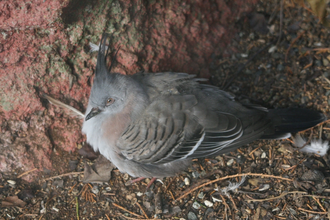 Crested Pigeon