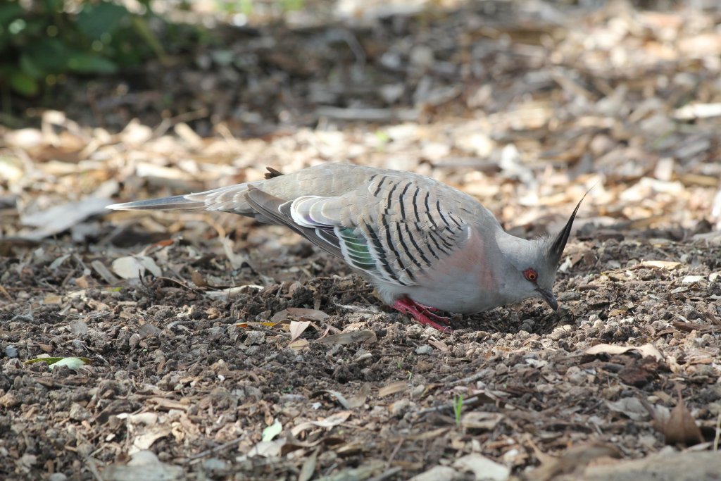 Crested Pigeon