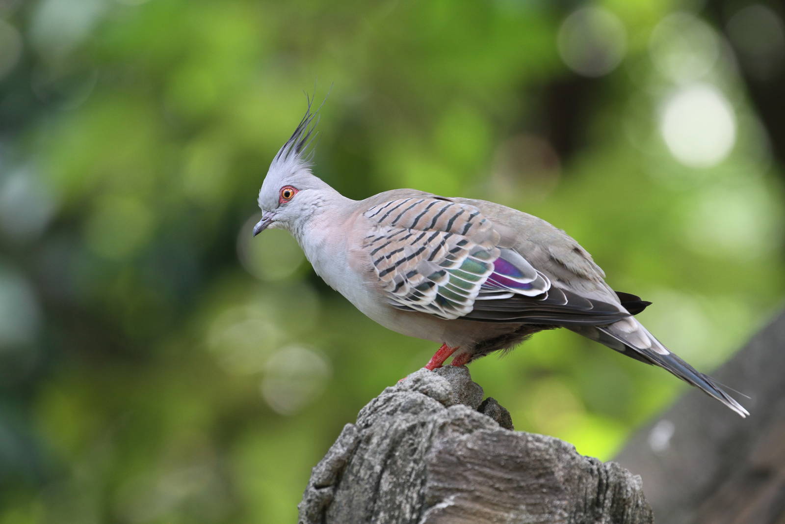 Crested Pigeon