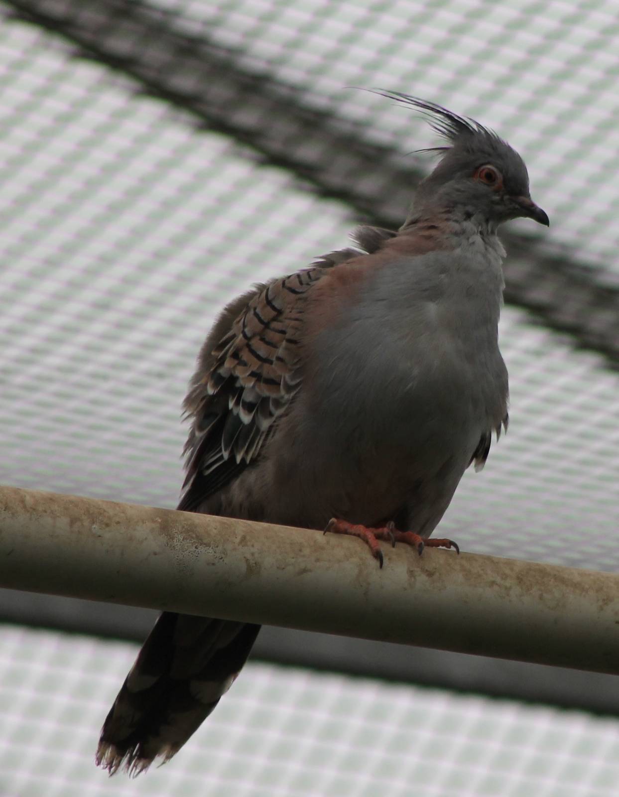 Crested pigeon