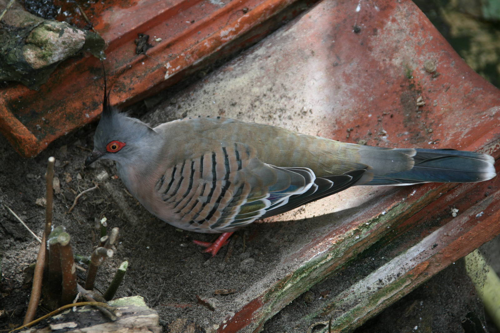 Crested pigeon
