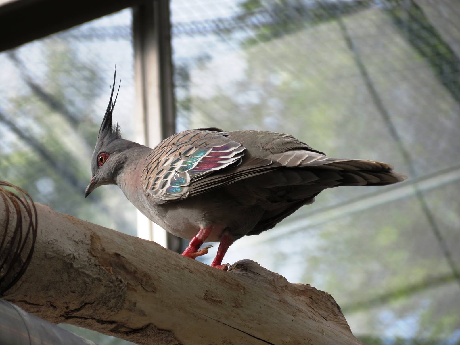 Crested Pigeon