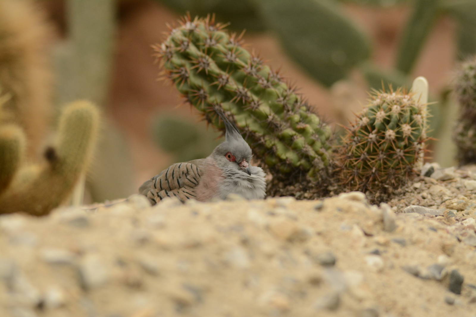 Crested Pigeon