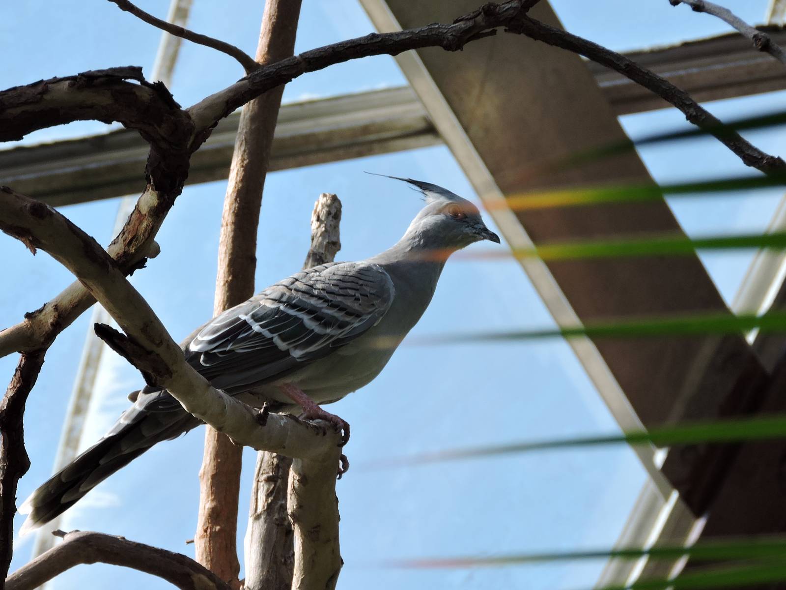 Crested Pigeon