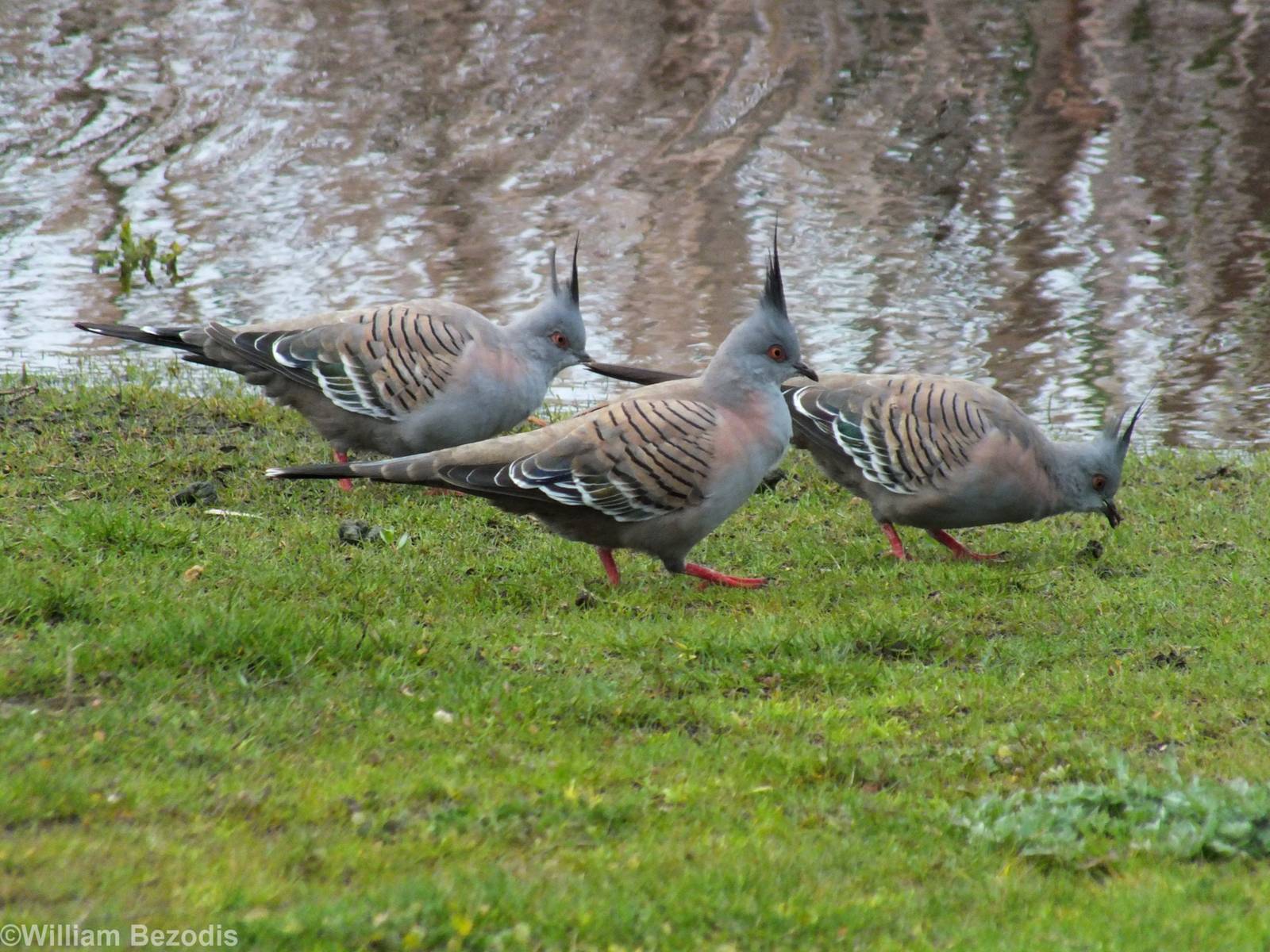 Crested Pigeon