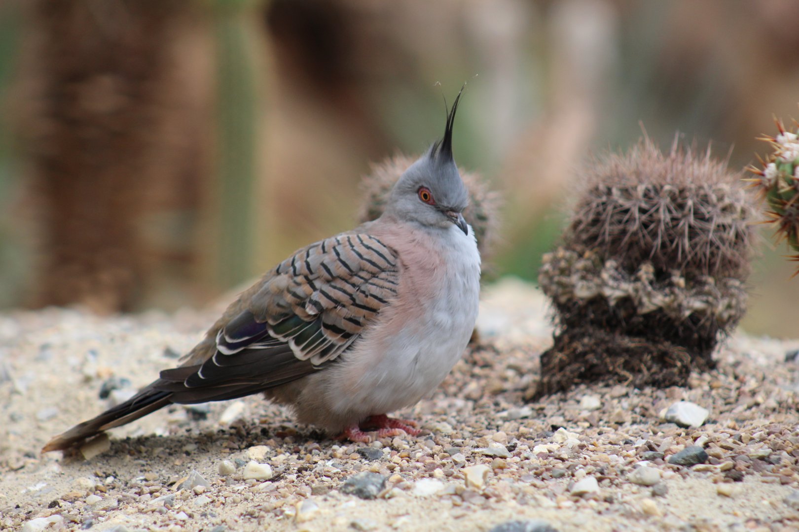 Crested Pigeon