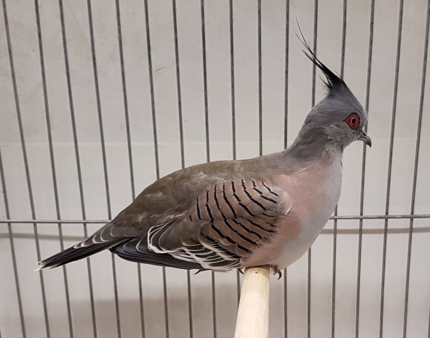 Crested pigeon