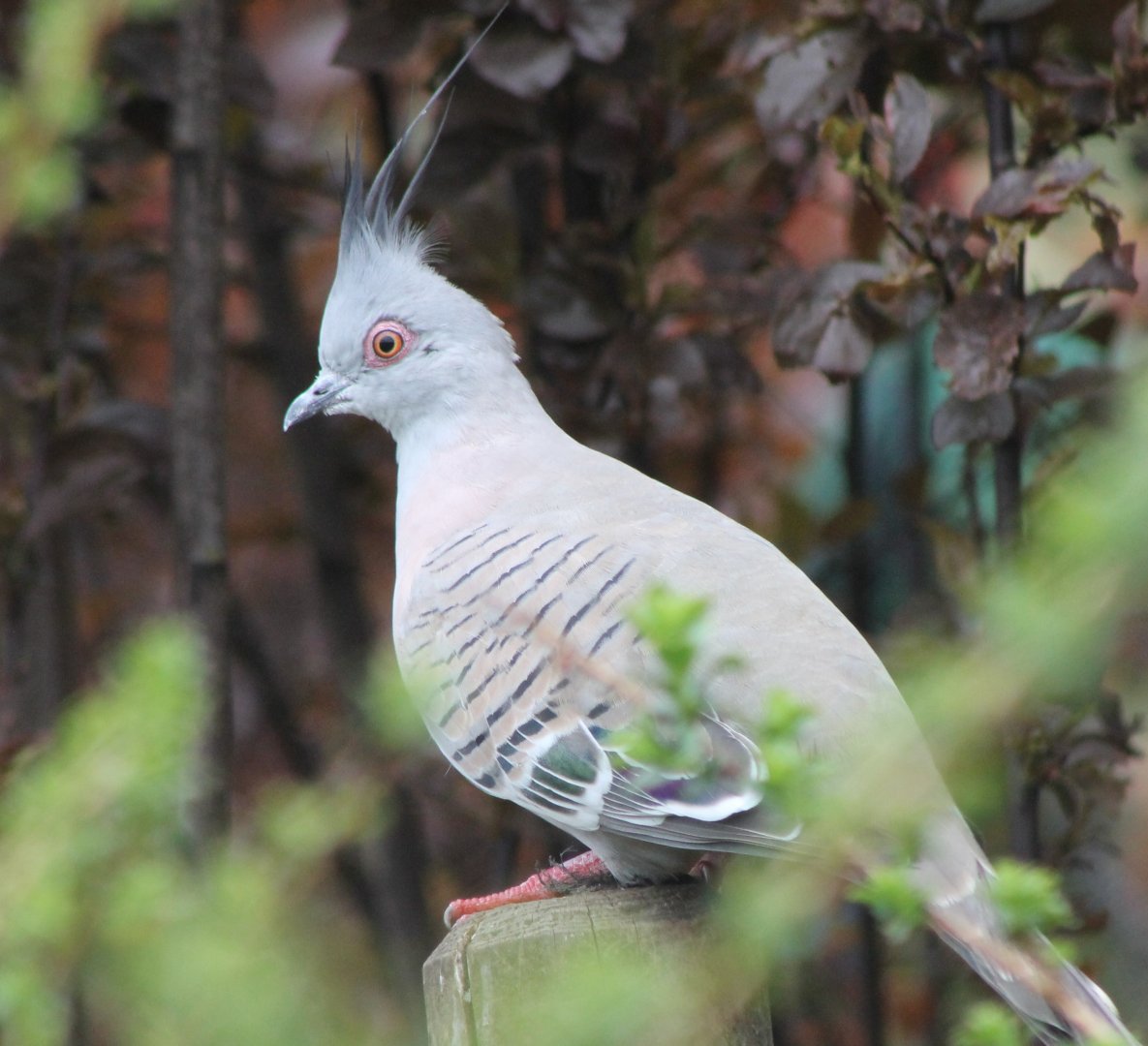 Crested pigeon