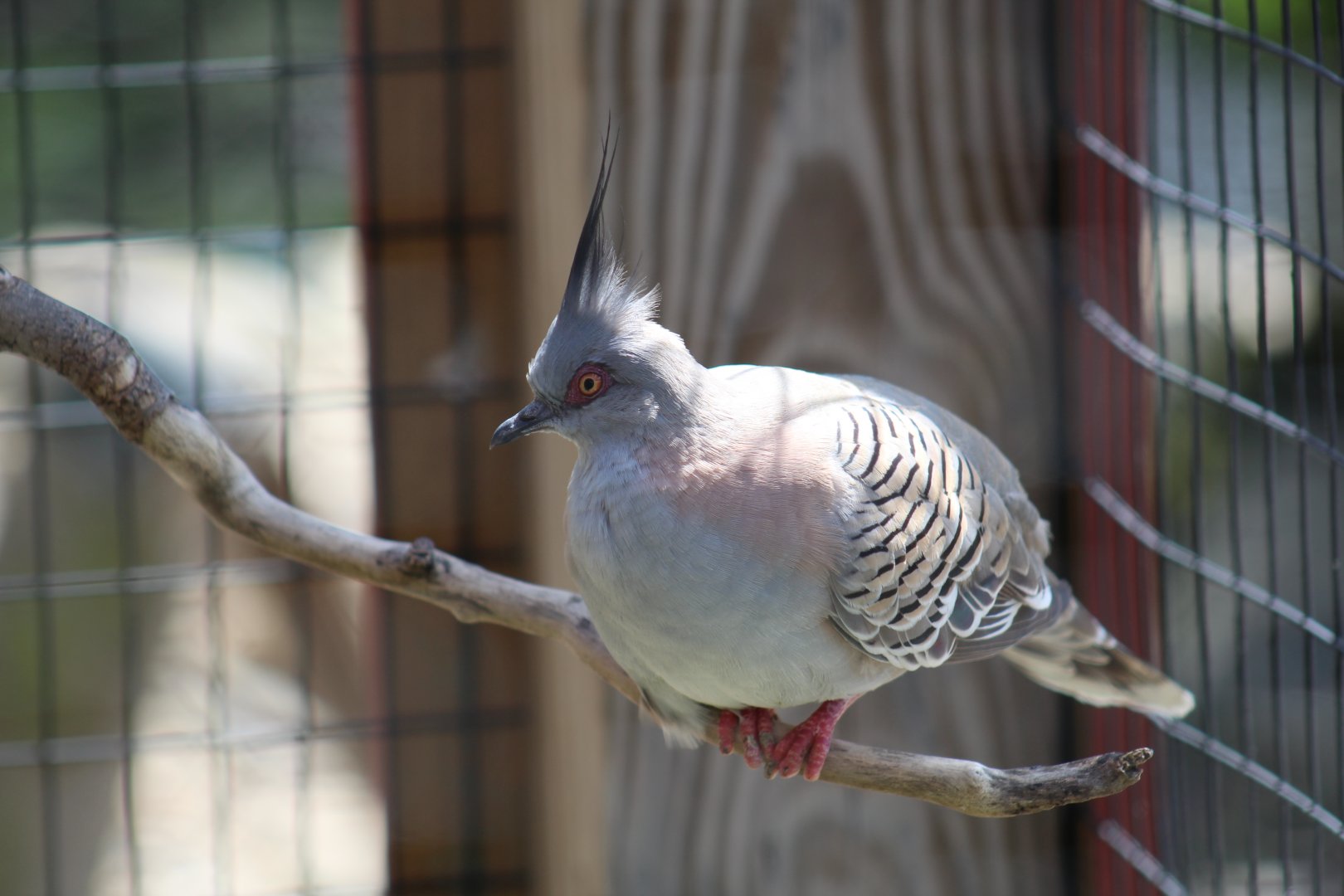 Crested Pigeon