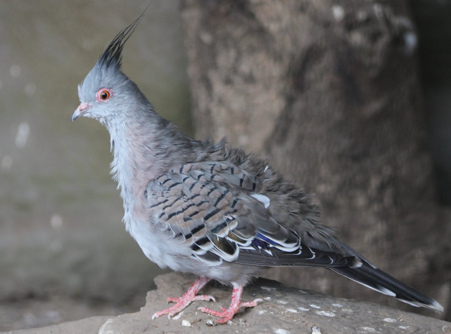 Crested pigeon