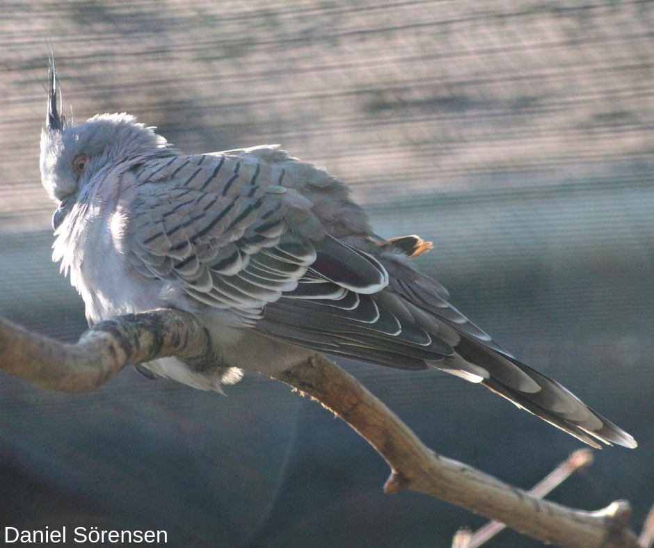 Crested pigeon