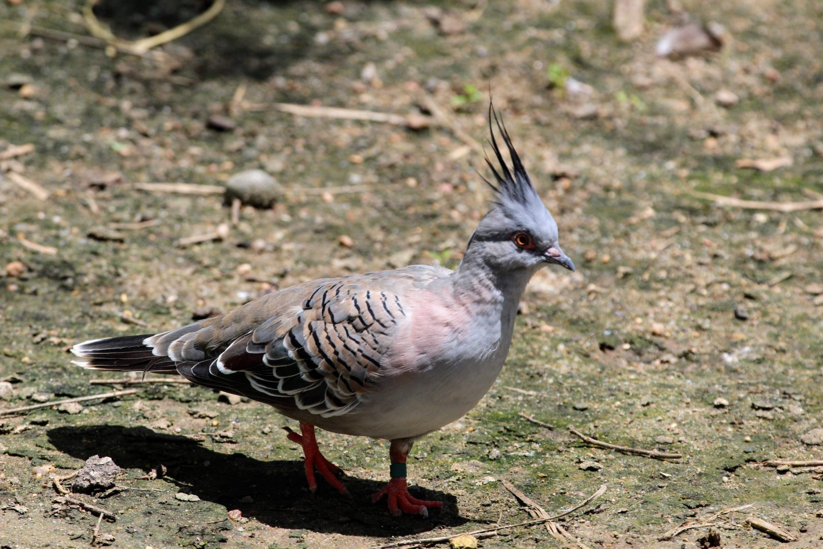 Crested Pigeon