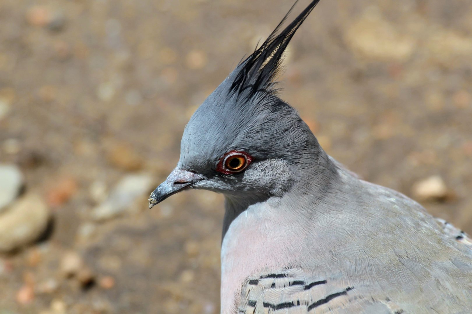 Crested Pigeon