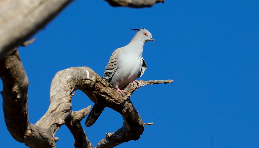 Crested Pigeon