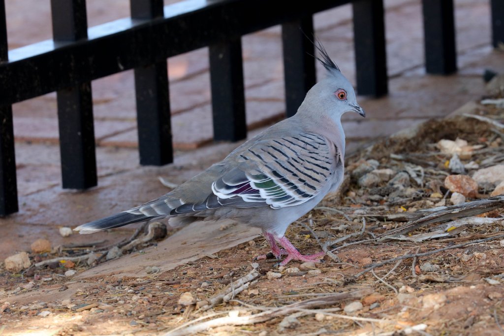 Crested Pigeon