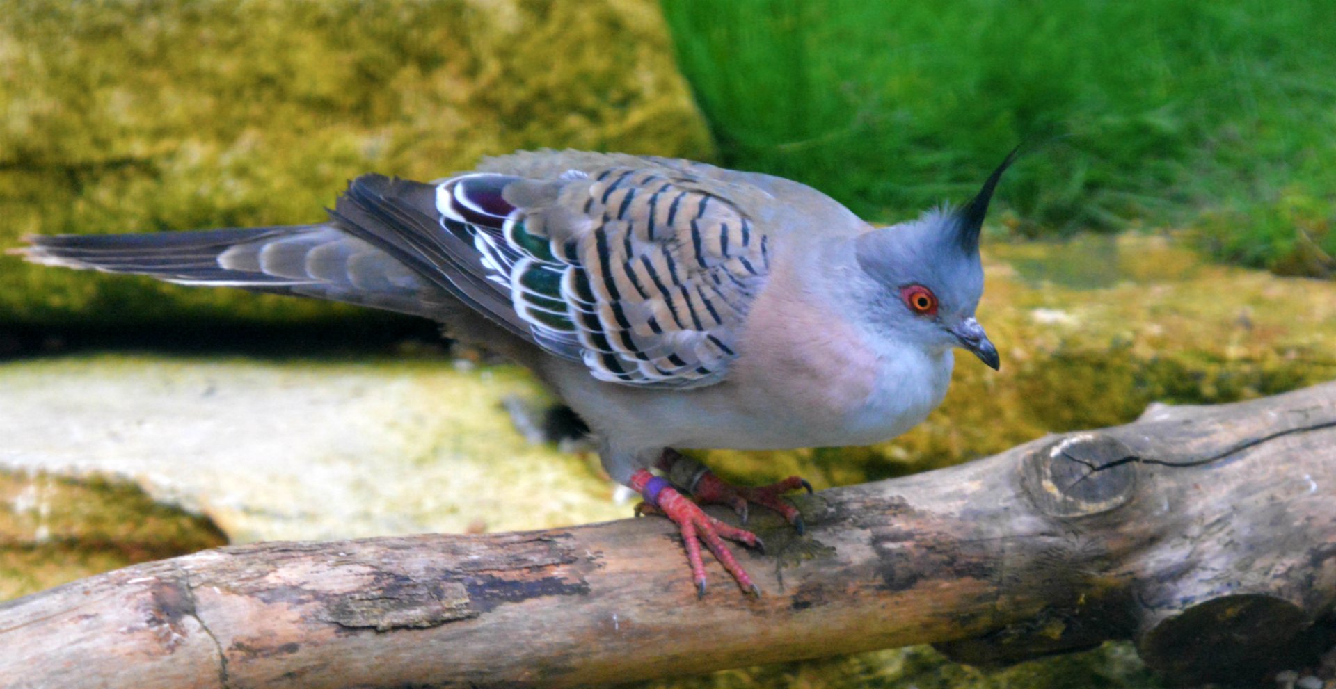 Crested Pigeon