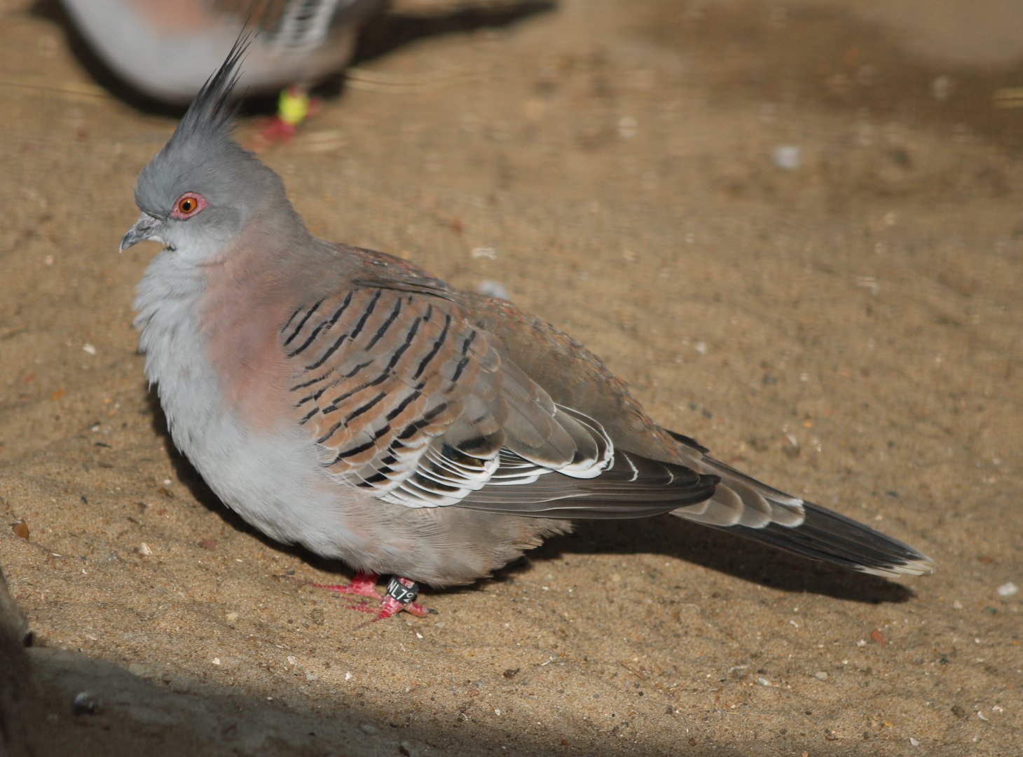 Crested pigeon