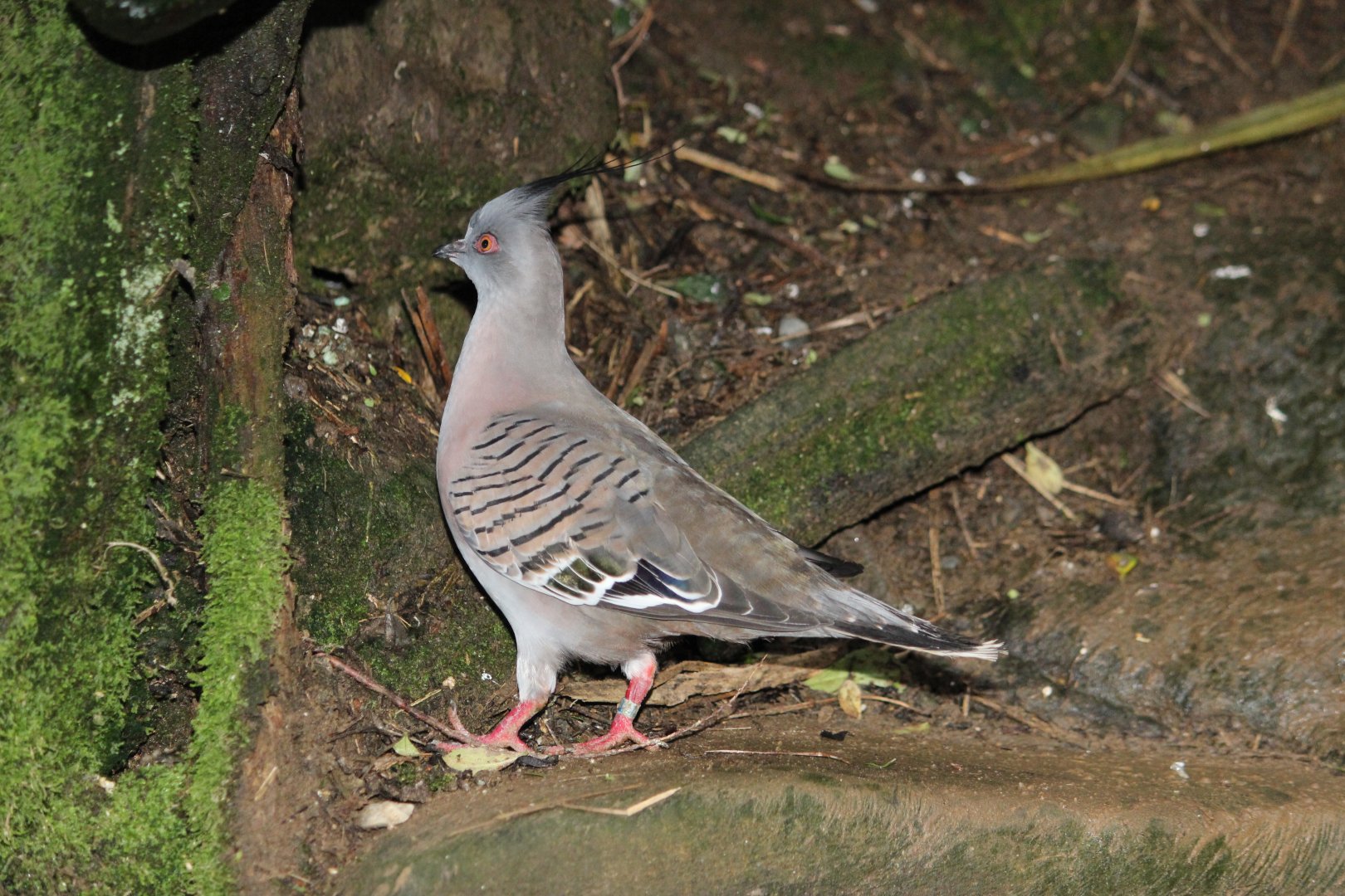 Crested Pigeon