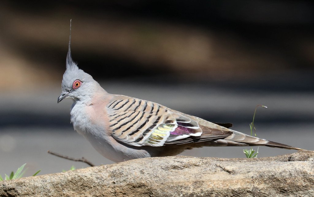 Crested Pigeon