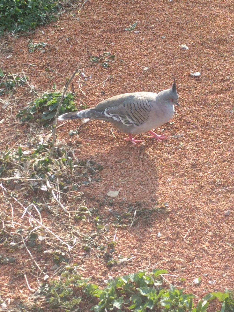 Crested Pigeon