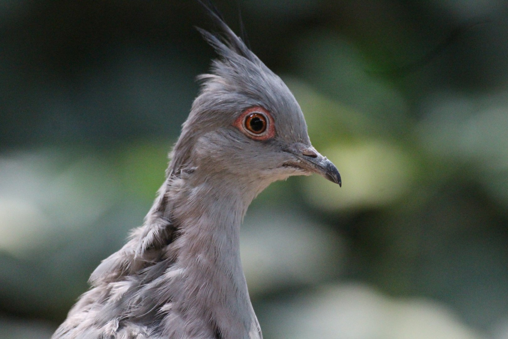 Crested Pigeon