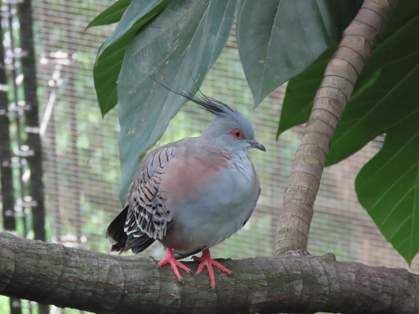 Crested pigeon