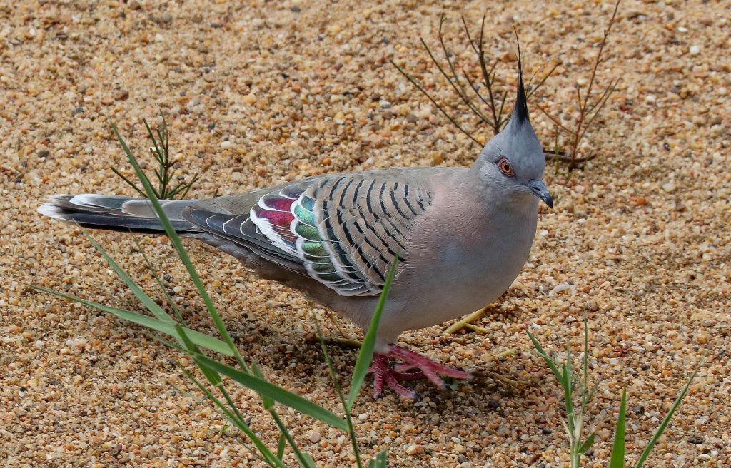 Crested Pigeon