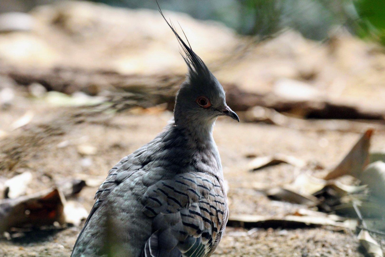 Crested Pigeon