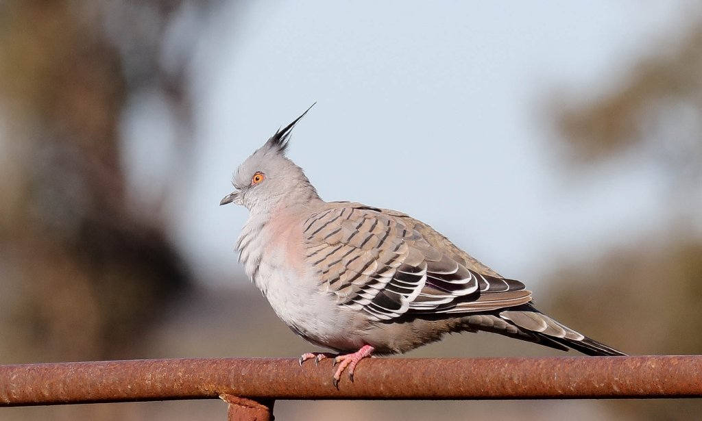 Crested Pigeon