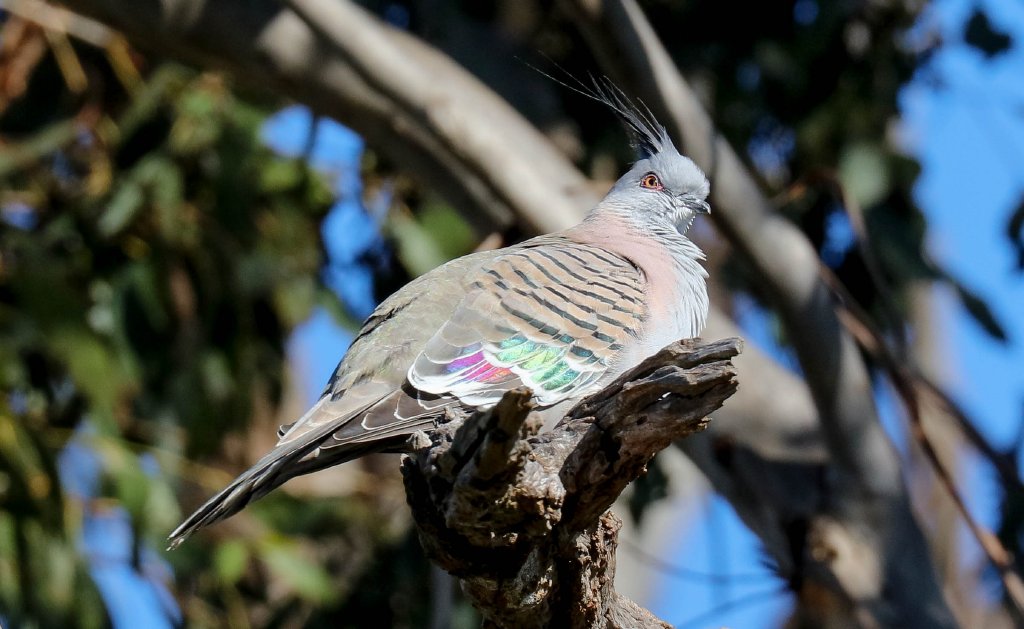 Crested Pigeon