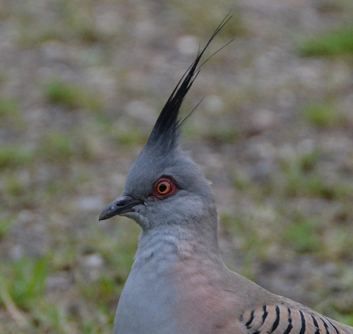Crested pigeon.